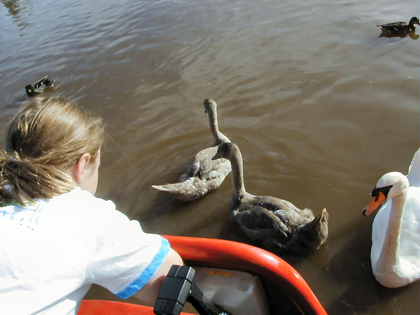 Swans near Market Drayton