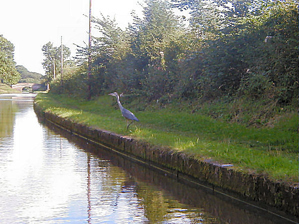 Heron trying to hide...