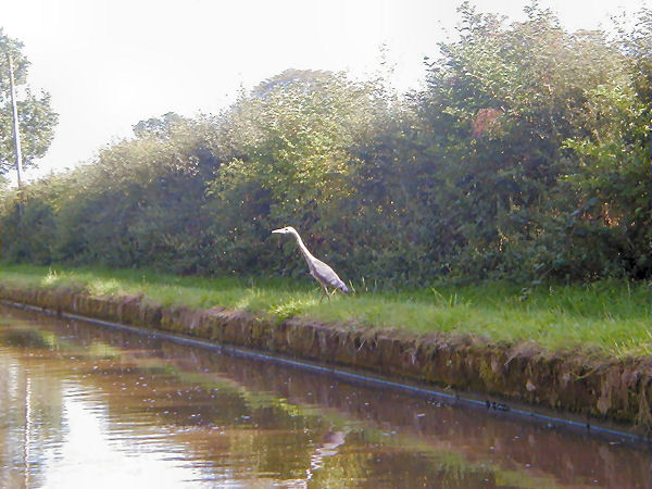 Heron trying to hide...