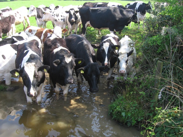 Cows standing in water at edge of canal