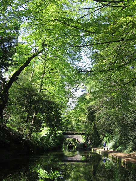 Canal passing through woodland