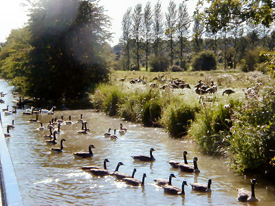 Huge numbers of Canada geese