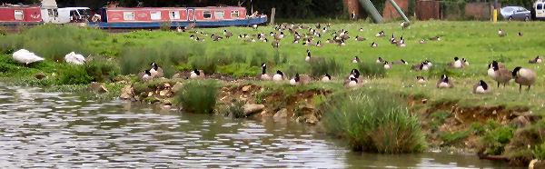 Loads of Canada geese in the fields