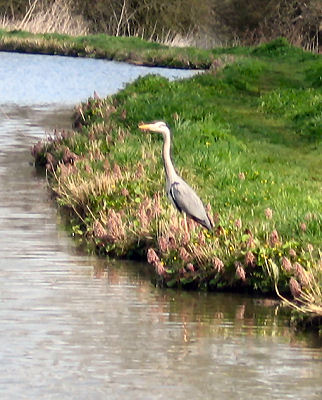 Saw one heron