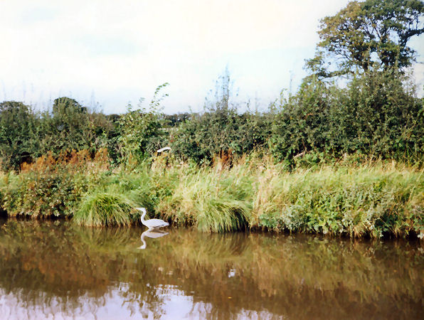 Heron
