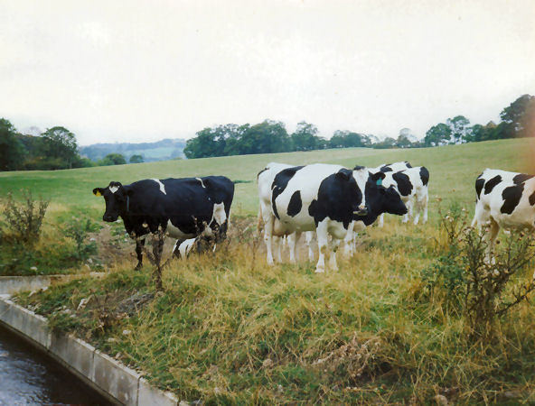 Cows