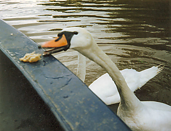 Swans