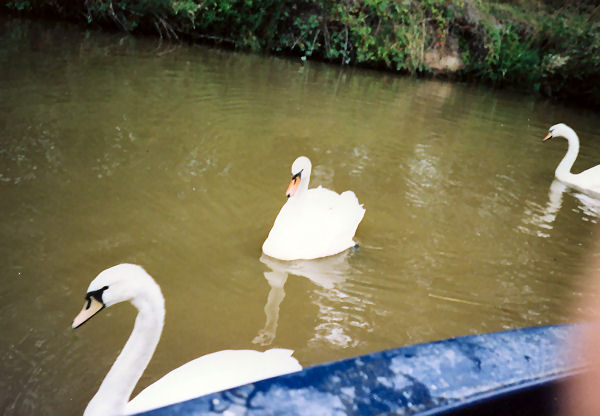 More swans