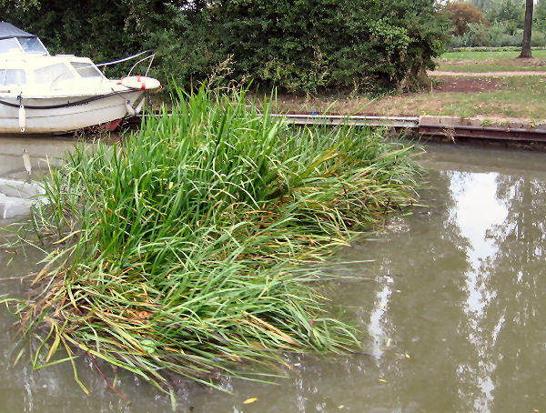 Floating grass island